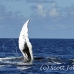 whale_humpback_h_00655_dom2721.jpg